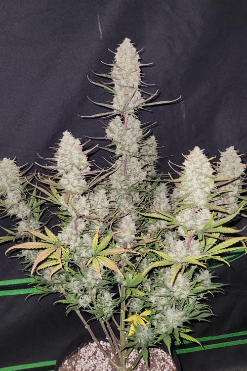 Tropicana Cookies Auto