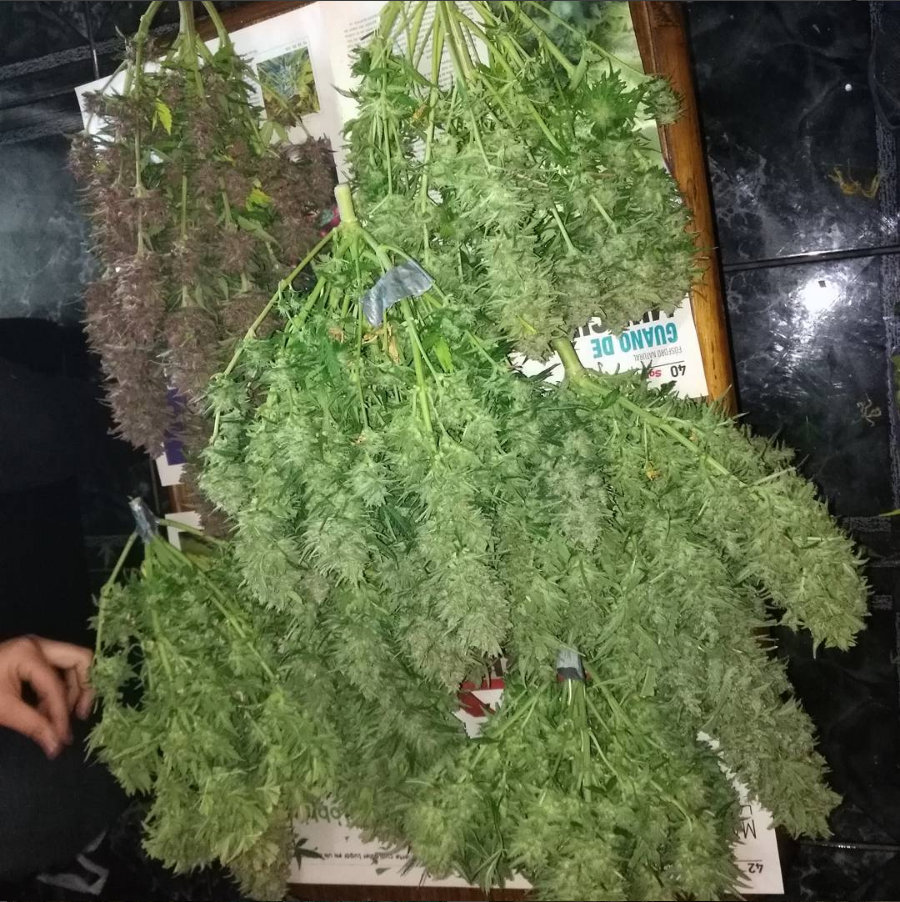 Our fans from SouthAmerica send us this collection of Fast Buds ladies. Great results in these latitudes, guys! Thanks to our colleagues of @FastBudsChile for sharing. Remixes