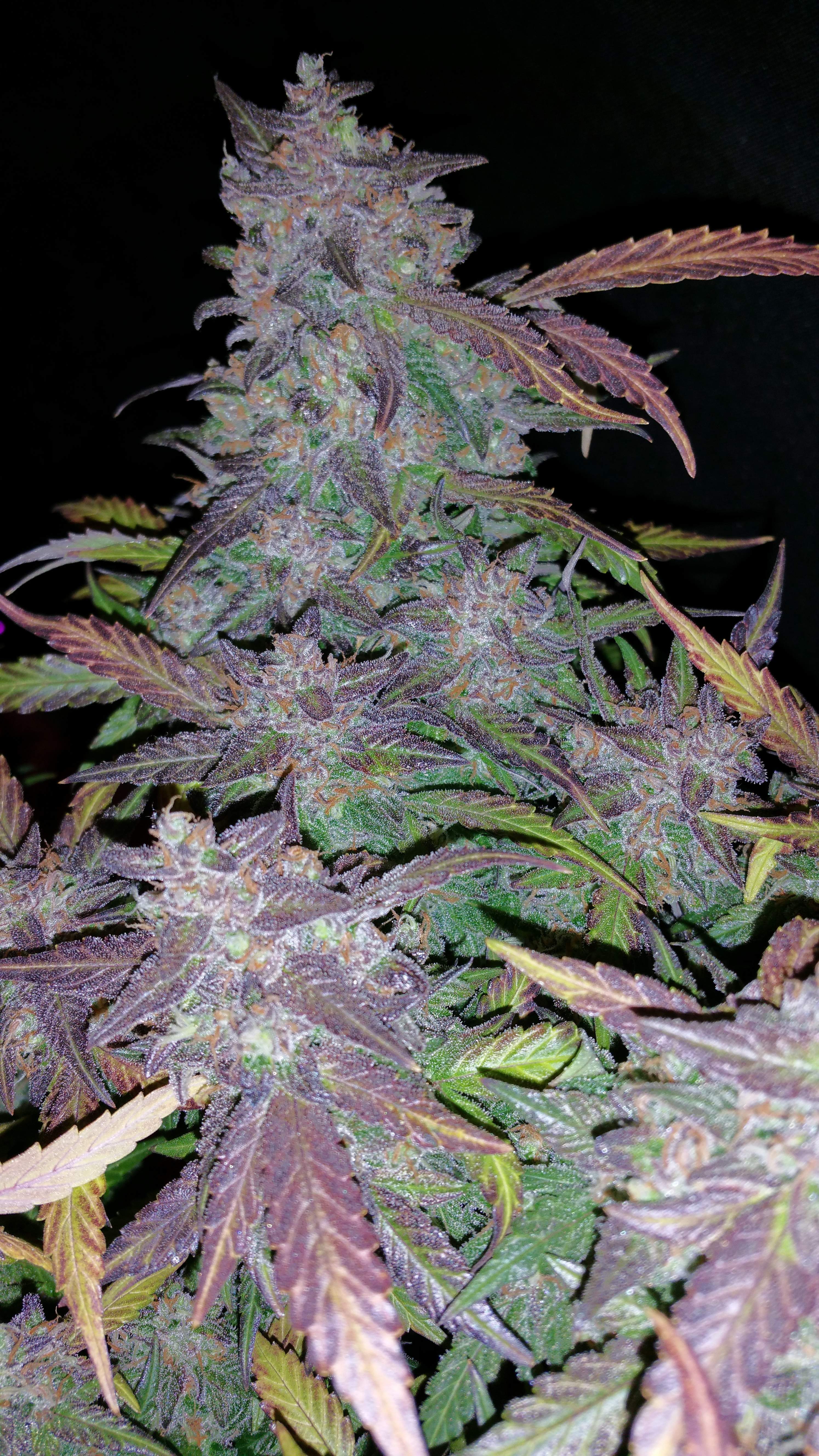 Fastberry is a fast, big, purple, potent and sweet strain. This dense 10-week old one is grown by our young master Tripaholic_88. Fastberry