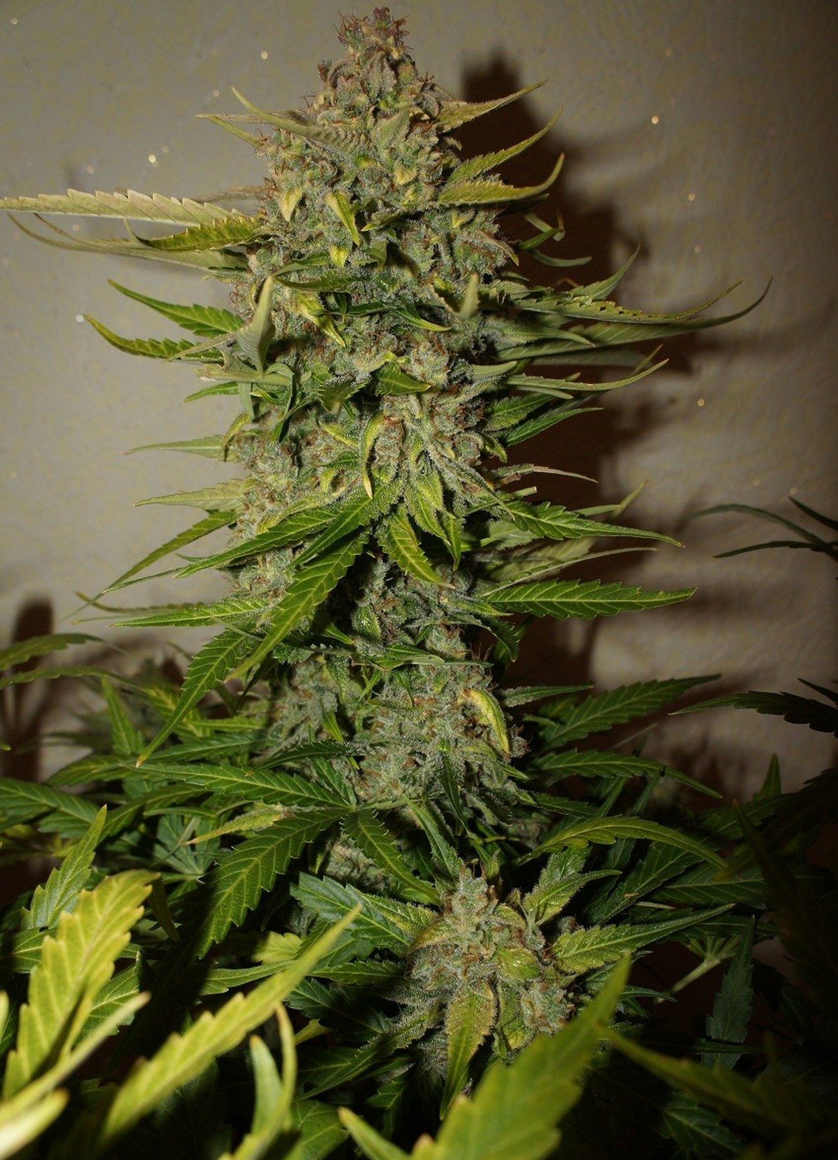Northern Express Cola, grown indoors Northern Express