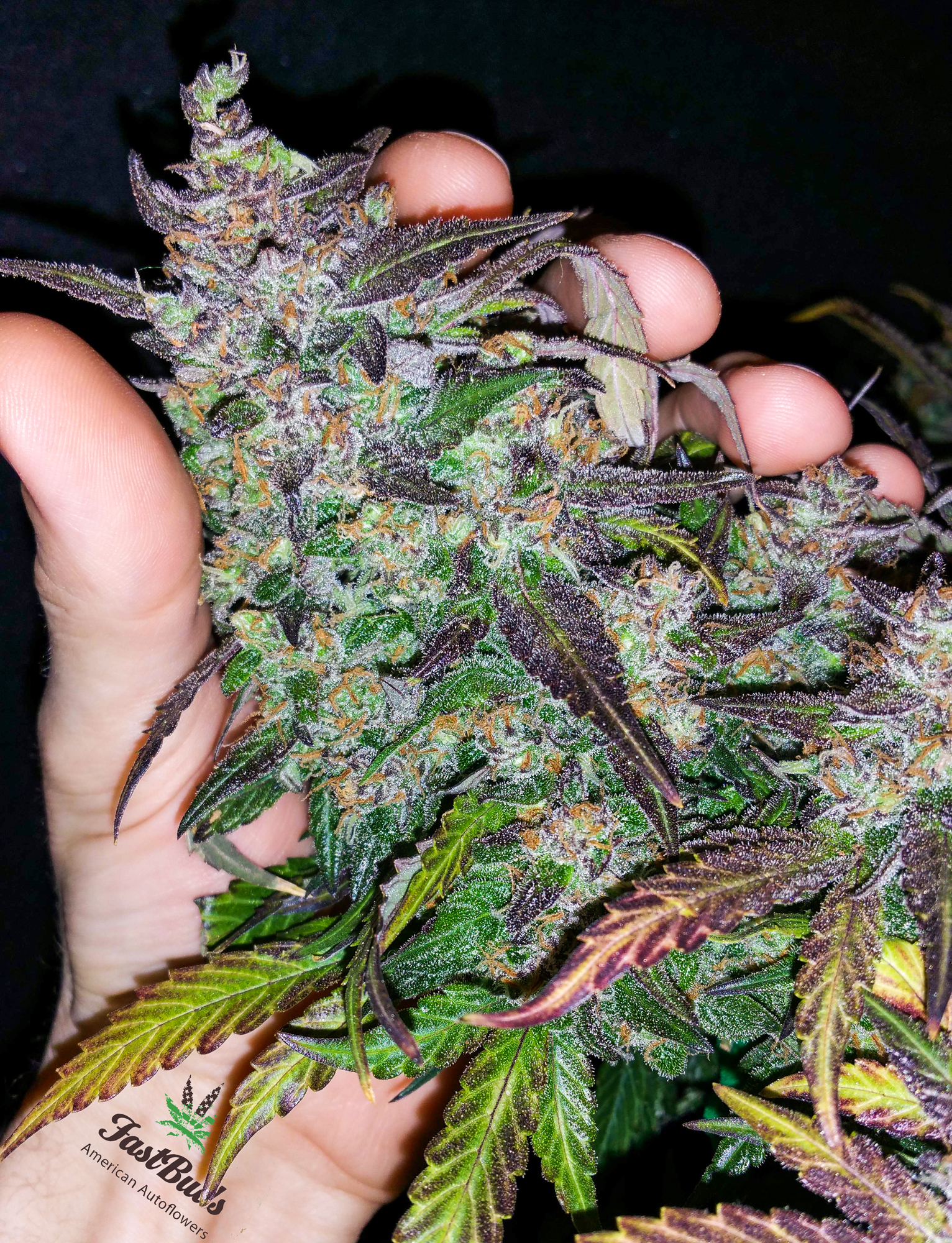 Our Fastberry in the hand of fellow grower Tripaholic_88 on growdiaries.com Thank you sir for such a great grow! This is week 10 and the ChopDay is close! Fastberry
