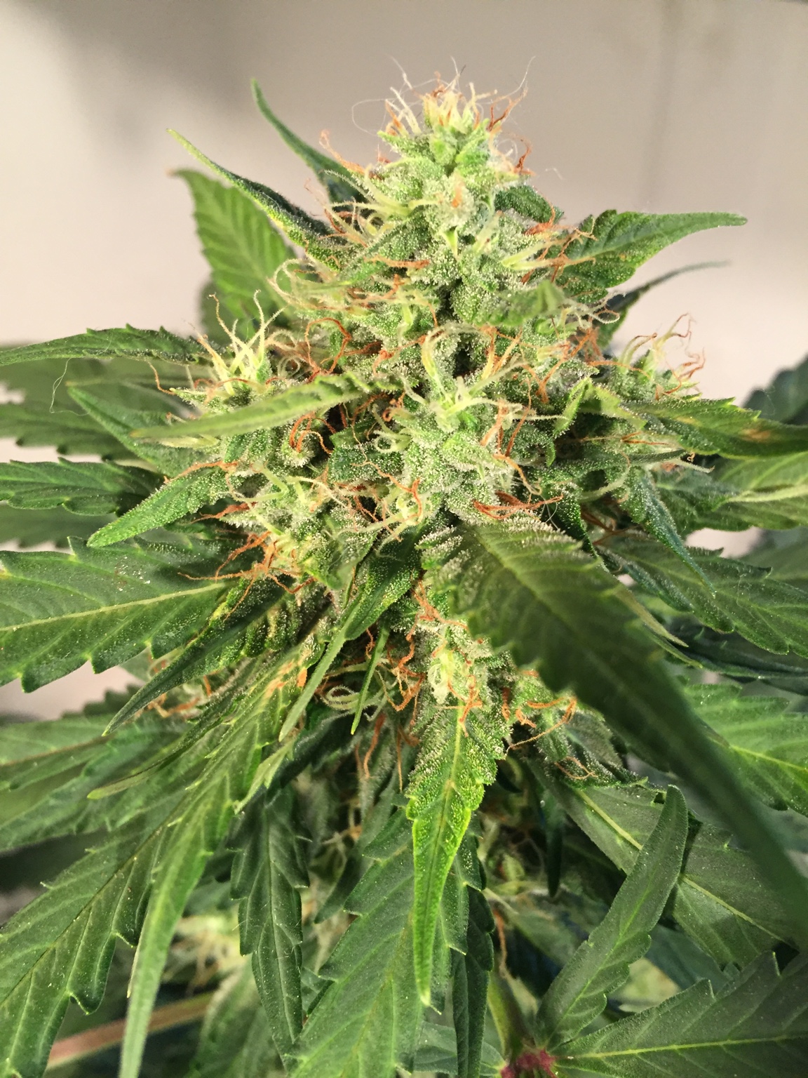 Nice top bud of a Northern Express. Northern Express
