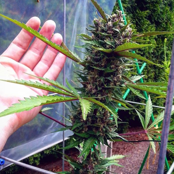 Lovely looking Fastberry Cola grown by @Red_Danson, grown outdoors Fastberry