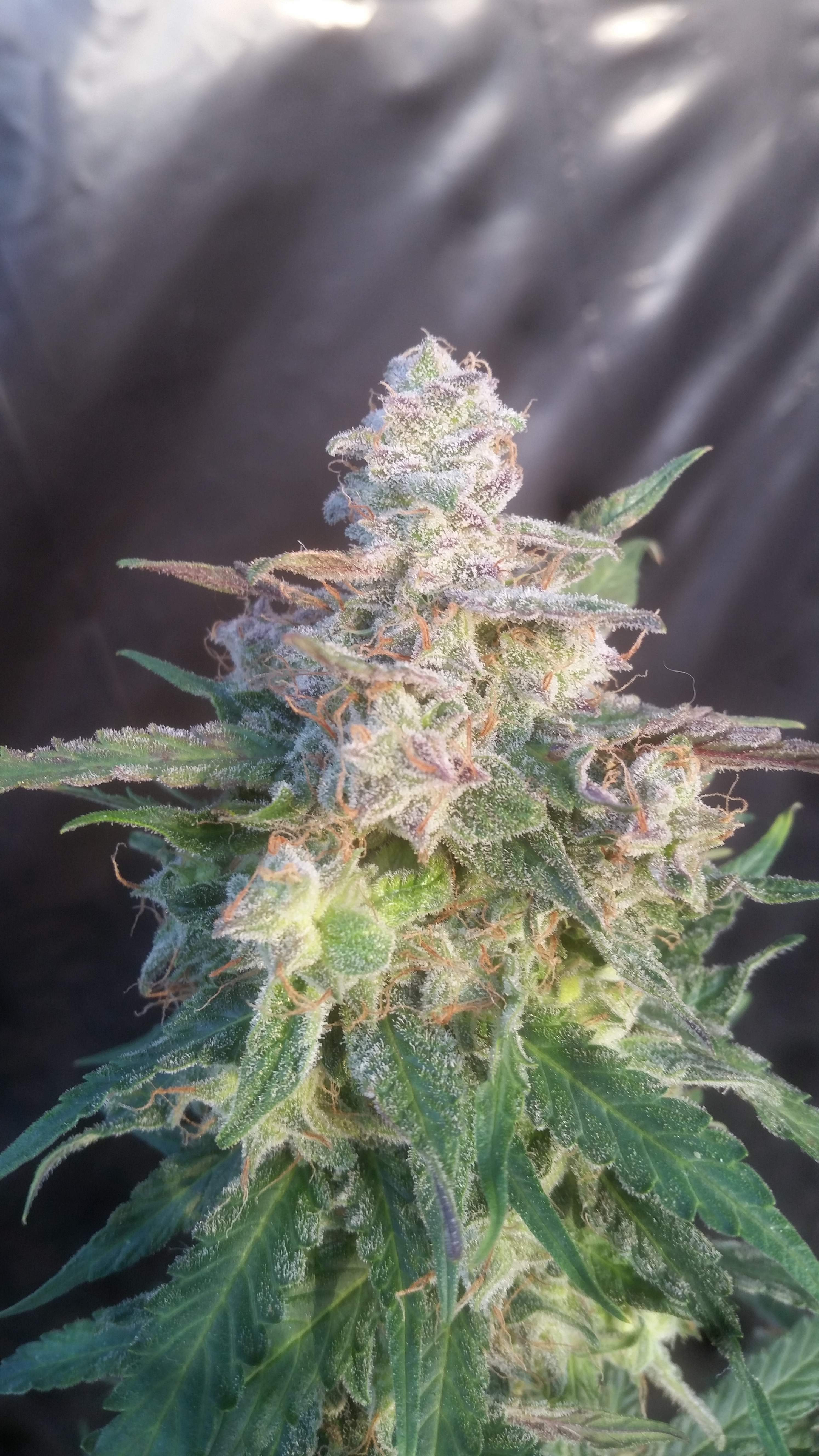Northern Express budshot grown indoors Northern Express