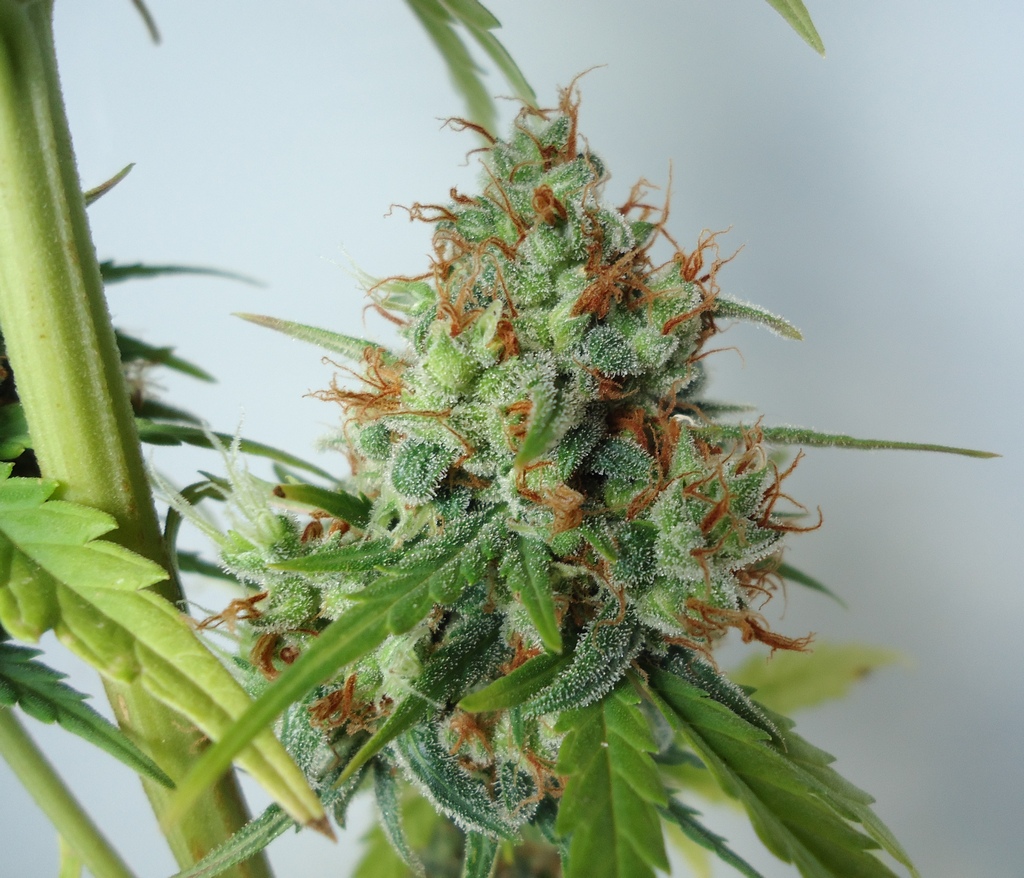 Northern Express budshot grown indoors Northern Express