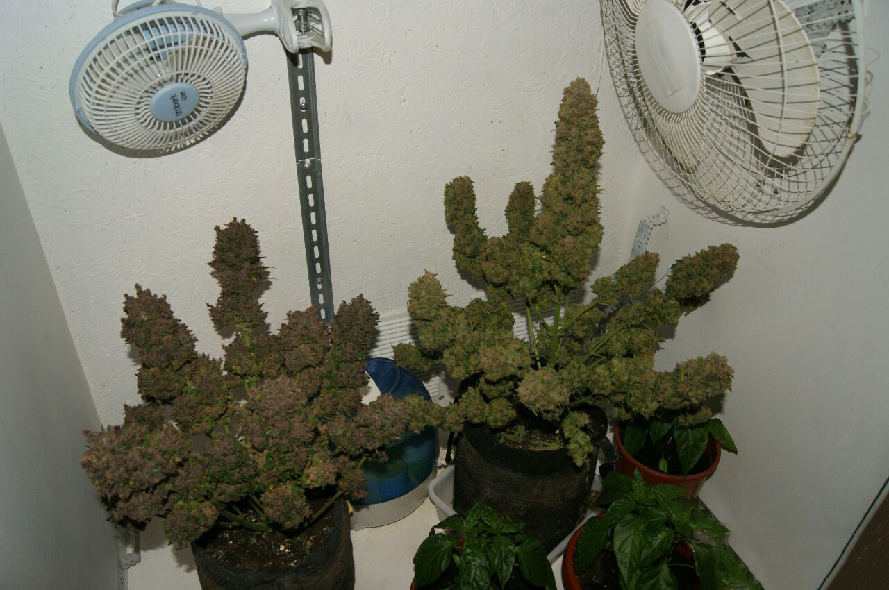 Blackberry to the left, MexicanAirlines to the right. Great combination of flavors and effects! The first one, mostly indica; the second, very sativa! When would you smoke them? Remixes