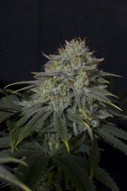 Gorilla Cookies FF