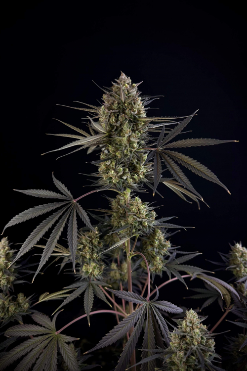 Pound Cake Auto